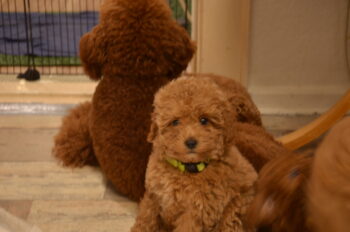 Bezaubernder Toypudel-Welpe (Rüde) in liebevolle Hände abzugeben