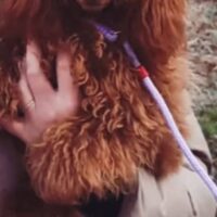 Toypufel Deckrüde falb (rot) 25 cm Schulterhöhe mit FCI Ahnentafel und ZTP. Kein Verkauf!!!!