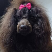 Erfahrener Zwergpudel Deckrüde Braun. Kein Verkauf!!!