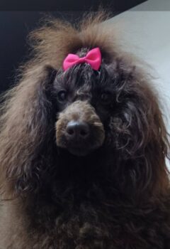 Erfahrener Zwergpudel Deckrüde Braun. Kein Verkauf!!!