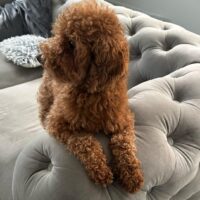 Pudel Hündin Toy- Zwerg