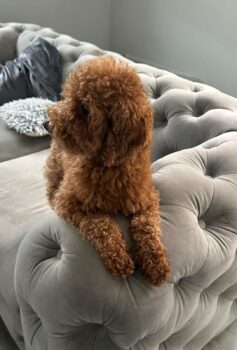 Pudel Hündin Toy- Zwerg