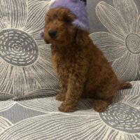 Zwergpudel welpen 2 Rüden