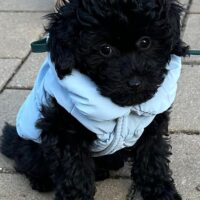 Toypudel/Zwergpudelwelpen - Hündin