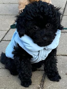 Toypudel/Zwergpudelwelpen - Hündin