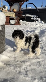 Bichonpoo Welpe Hündin (Bichon Frise / Pudel)