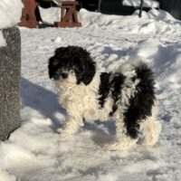 Bichonpoo Welpe Hündin (Bichon Frise / Pudel)