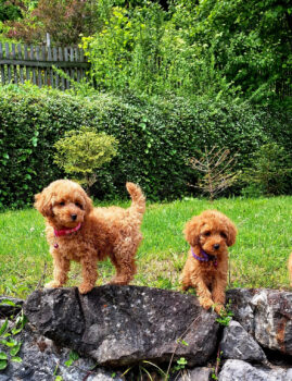 Pudelwelpen suchen ein neues Zuhause.