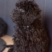 Wunderschöner Kleinpudel in schwarz