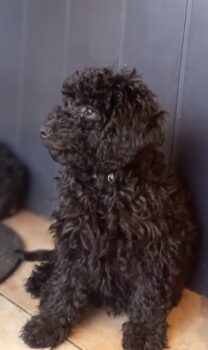 Wunderschöner Kleinpudel in schwarz