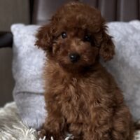 Toy pudel welpen suchen neues Zuhause