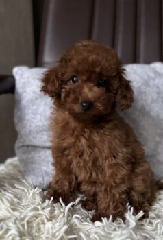 Toy pudel welpen suchen neues Zuhause