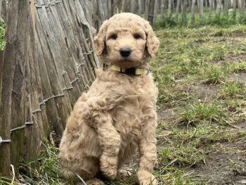 Großpudel Welpen vom Huftempel 76857 Rinnthal