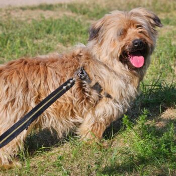 Rikis: Rüde • geb.ca. 2021-2022 • 40cm