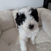 Zwergpudel vom Züchter mit Ahnentafel