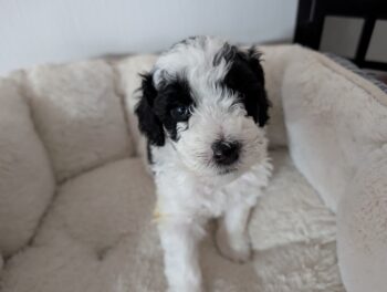 Zwergpudel vom Züchter mit Ahnentafel