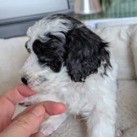 Zwergpudel vom Züchter mit Ahnentafel