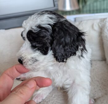 Zwergpudel vom Züchter mit Ahnentafel