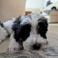 Zwergpudel vom Züchter mit Ahnentafel