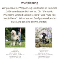 Wurfplanung reinrassiger Großpudelwelpen im Sommer 2026 im Kennel der " Fantastic Phantoms "
