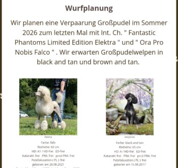 Wurfplanung reinrassiger Großpudelwelpen im Sommer 2026 im Kennel der " Fantastic Phantoms "