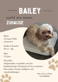 Erwachsener Cavapoo Rüde sucht Zuhause ( in 09468 Geyer)