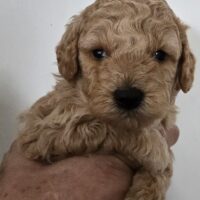 Maltipoo Welpen Apricot Rüden