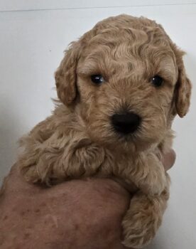 Maltipoo Welpen Apricot Rüden