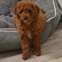 Sportliche & lebensfrohe Zwergpudel-Hündin in Hell sucht ein liebevolles Zuhause