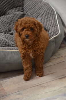 Sportliche & lebensfrohe Zwergpudel-Hündin in Hell sucht ein liebevolles Zuhause