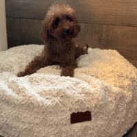 Toy Pudel Hündin 3 Jahre alt (in 09468 Geyer)