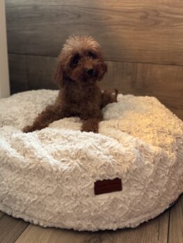 Toy Pudel Hündin 3 Jahre alt (in 09468 Geyer)