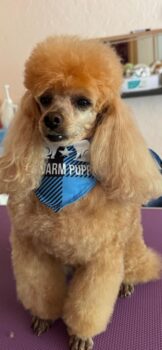 Toypudel Deckrüde ( kein Verkauf )