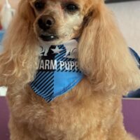 Toypudel Deckrüde ( kein Verkauf )