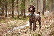 Brown poodle standing in the springtime forest ready for action