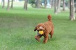 Brown poodle dog running