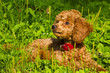 Poodle puppy lies on the grass