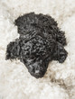 Small curly black poodle pup resting