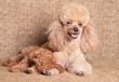 Poodle mother lying near puppy