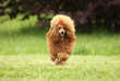 Toy Poodle puppy runs over the meadow