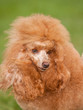 Portrait of red-haired poodle on a green background